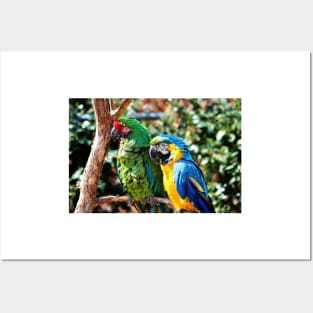 Macaw Parrots Posters and Art